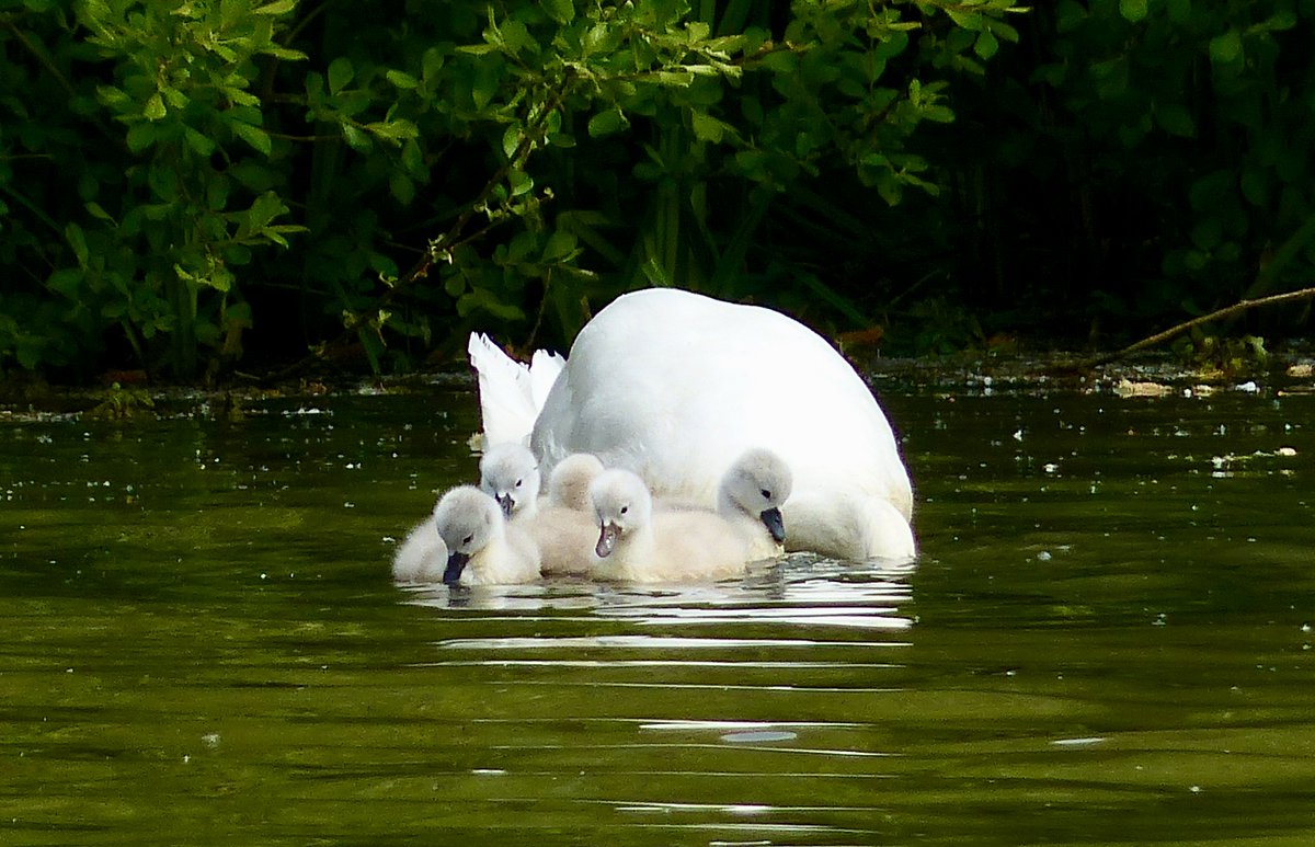 Cygnets, with apparently headless parent