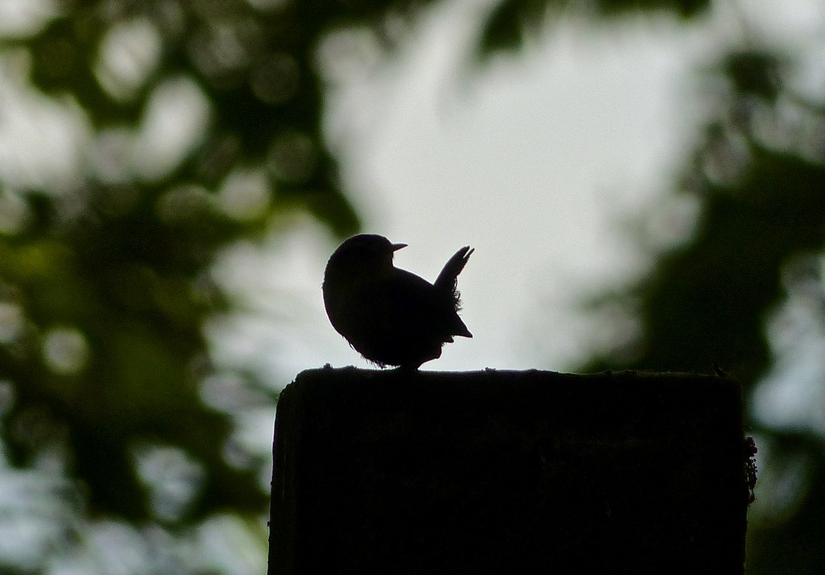Wren silhouette, the epitome of perk