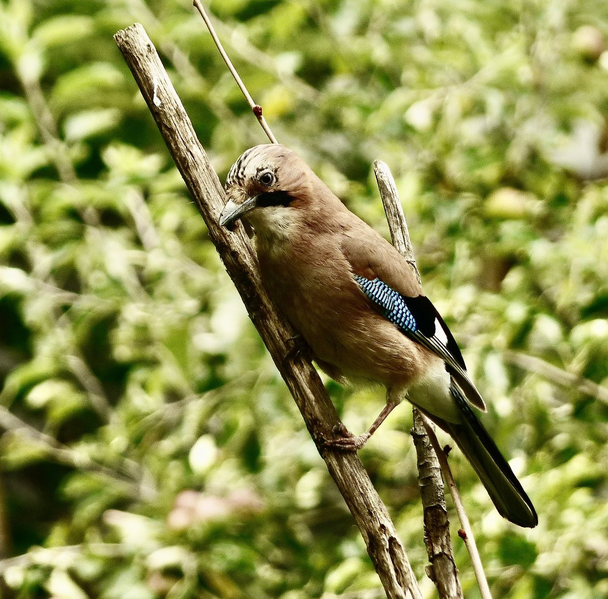 Jay, making a rare foray to the top of the garden