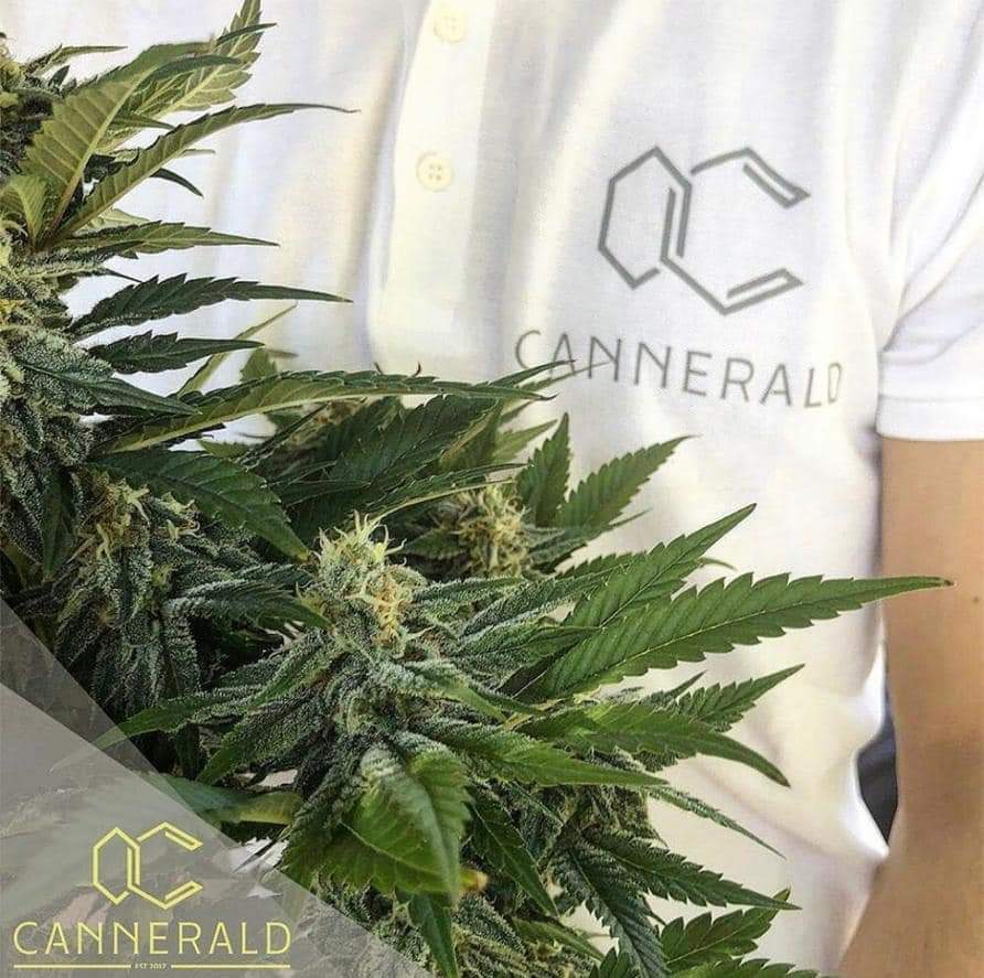 CannerCookies's tweet photo. Cannerald🇨🇭🌱🔜🔝😎
👇👇👇👇👇👇👇👇👇👇👇👇
#follow #on #instagram #CBD #cannabis #healthy #legal #medical #swiss #like #and #follow #cannergrow #we #grow #for #you #hemp #hanf #CannabisCommunity #wunschvorstellung #cannabisindustry https://t.co/WF7op62qxp https://t.co/zeqzYzwo8n