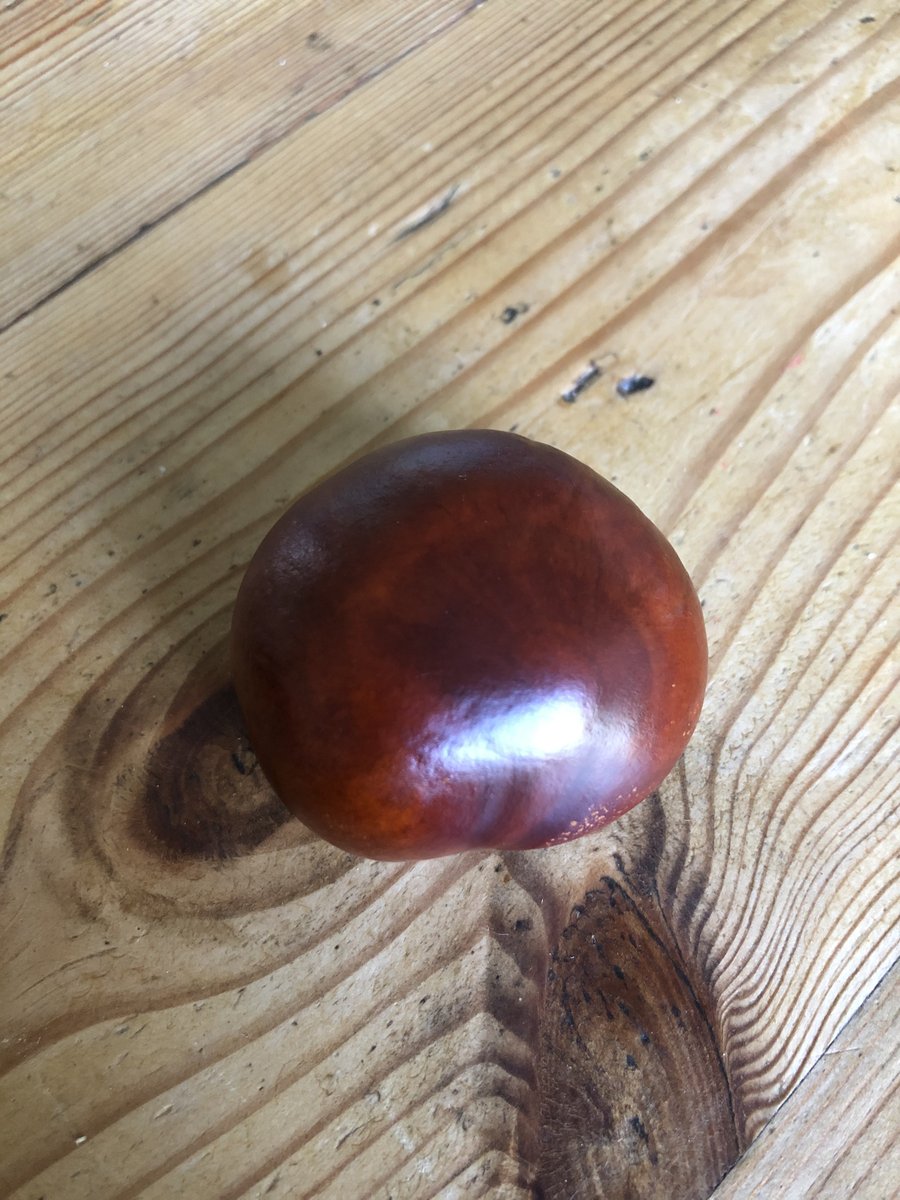 The first, and therefore best, conker