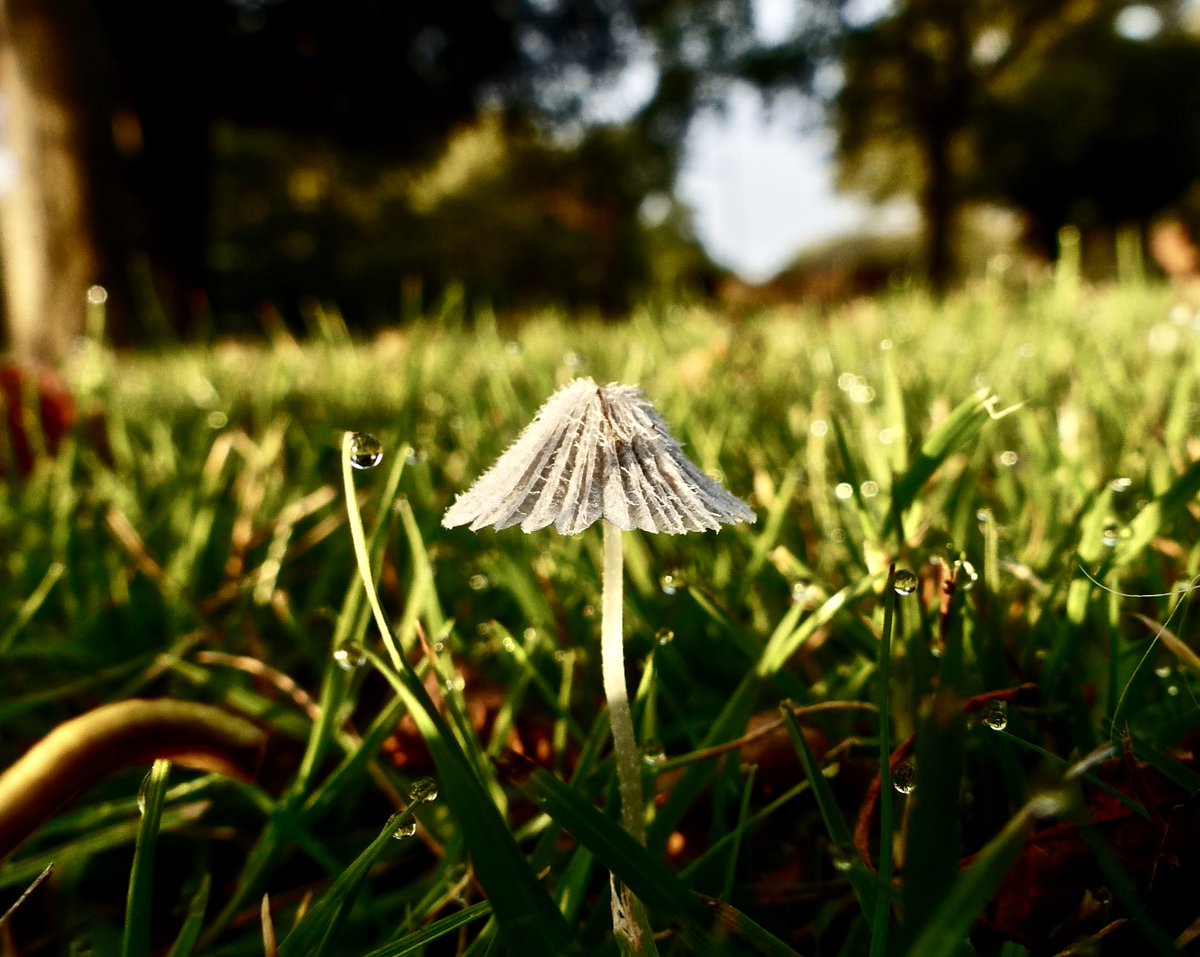 Inkcap of some kind, freshly sprung