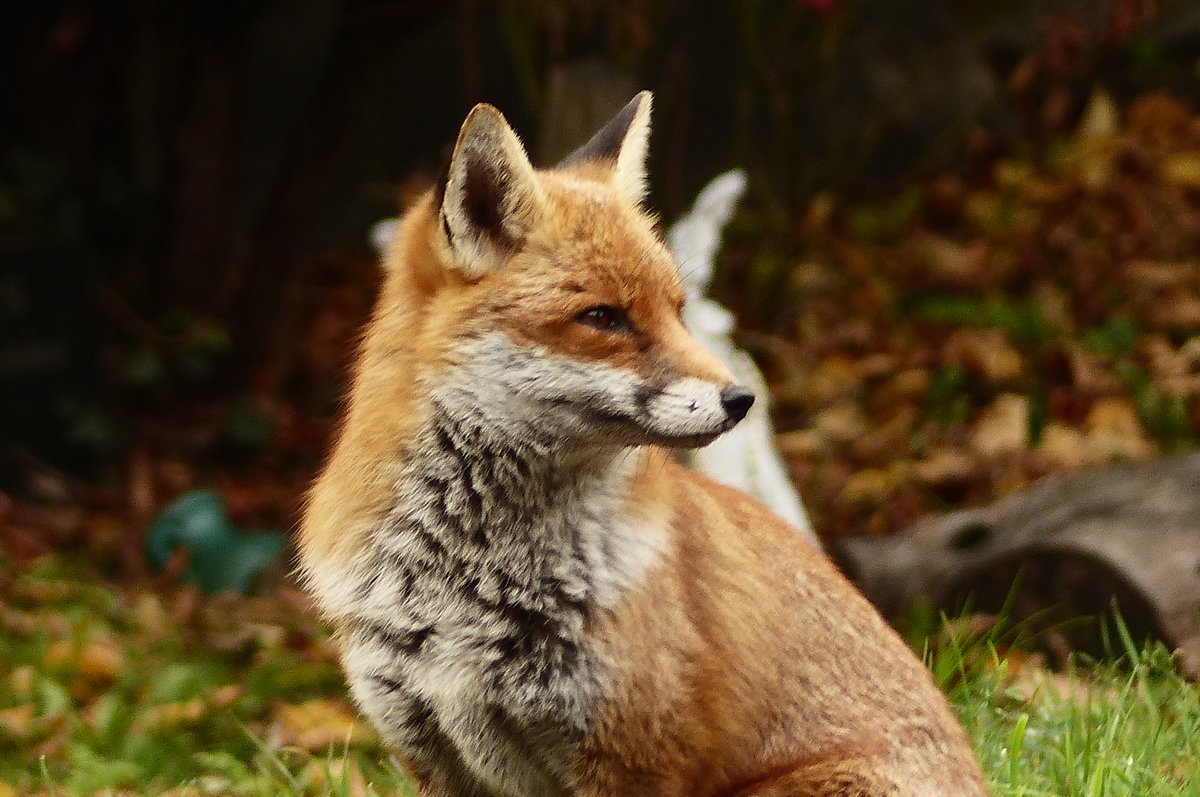 The fox we now call Mulder