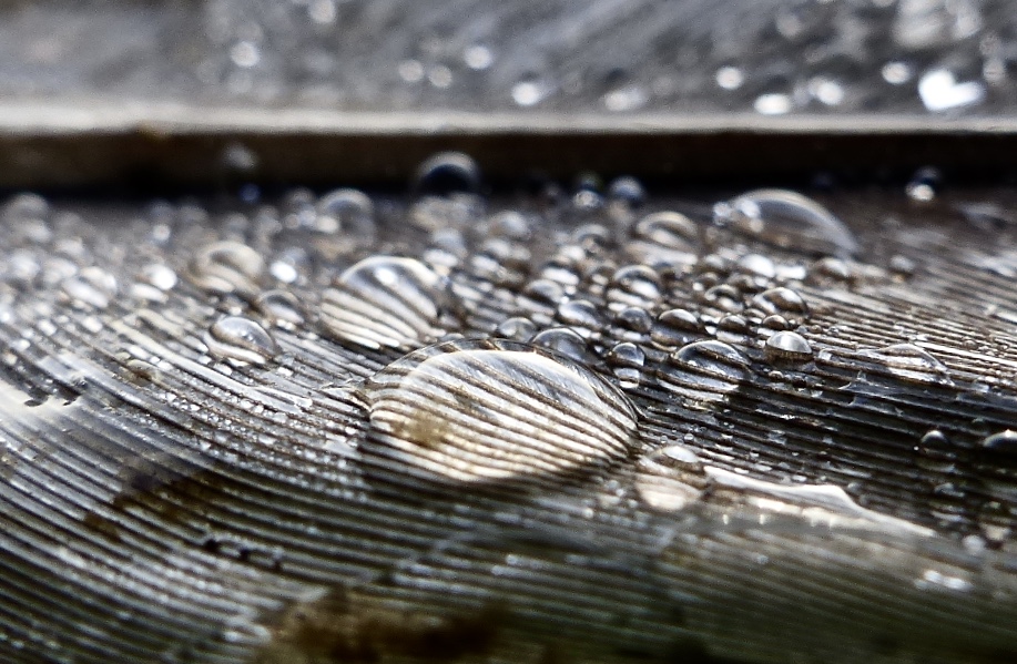 Alternative universe in a wet pigeon feather