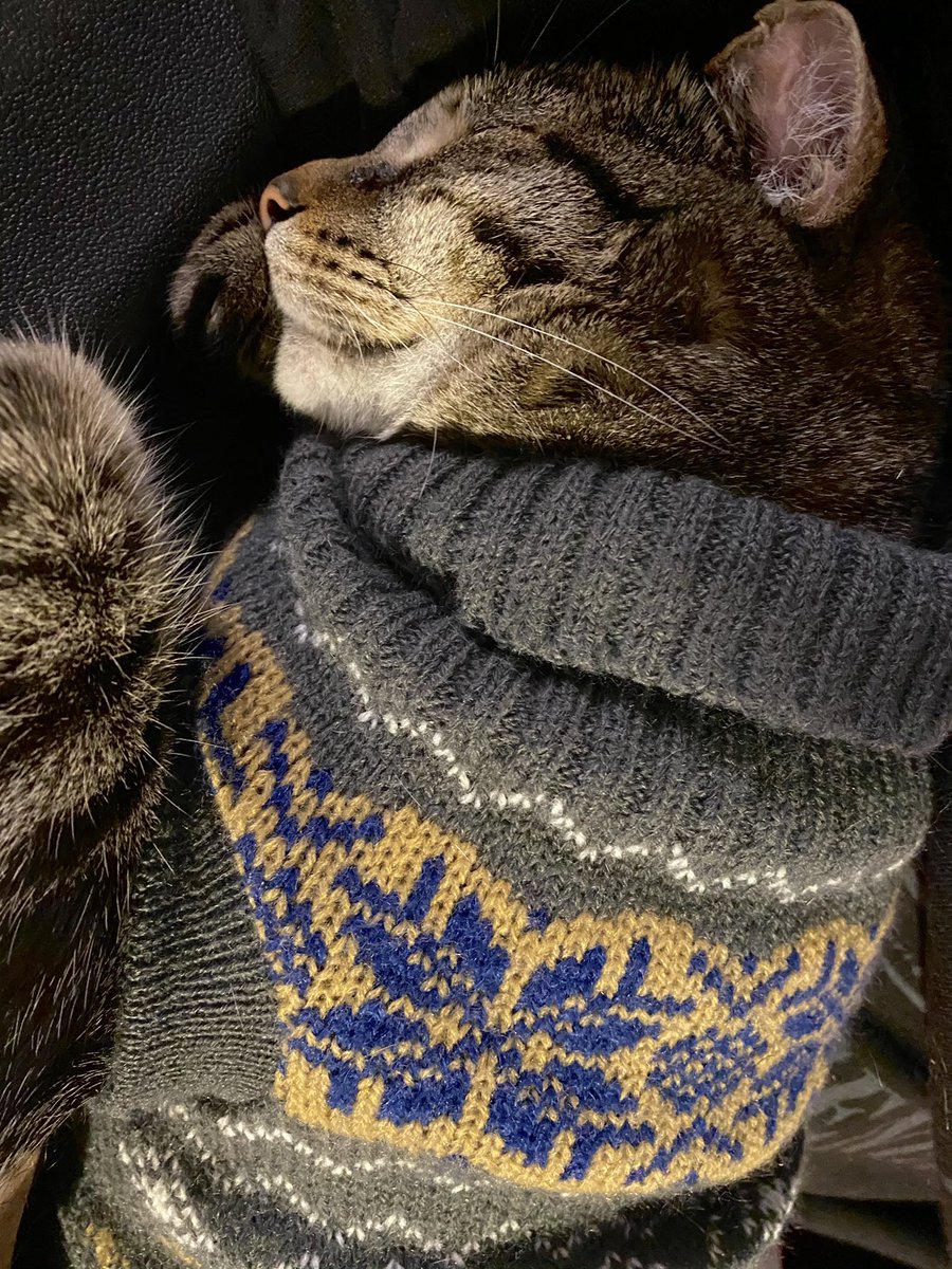mattmitch's tweet photo. I think she likes her Christmas sweater https://t.co/MPz9eXuFJT