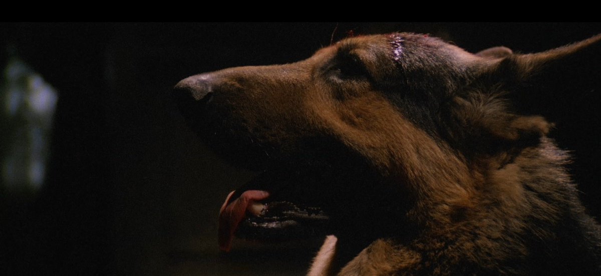 El Episodio 3 también tiene un momento para recuperar la figura del perro poseído por el mal originario de SUSPIRIA (1977), también presente en DEVlL DOG, THE HOUND OF HELL (1978) y en L'ALDILÀ (1982) de Lucio Fulci.
