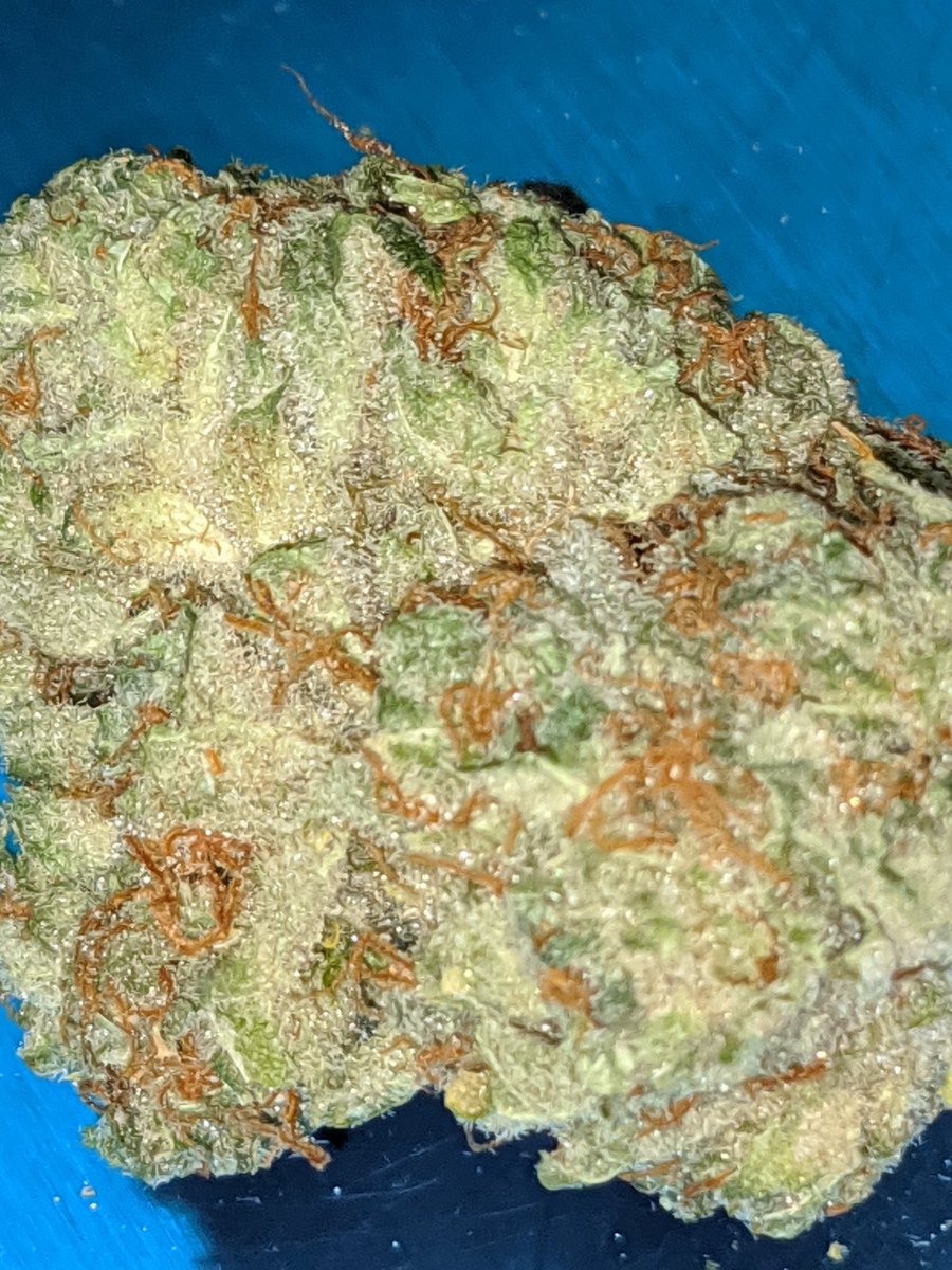 TeflonJohn2020's tweet photo. @AngelOfCannabis 70%+ Indicas Please #IndoorOnly https://t.co/WIvGDHGe9c
