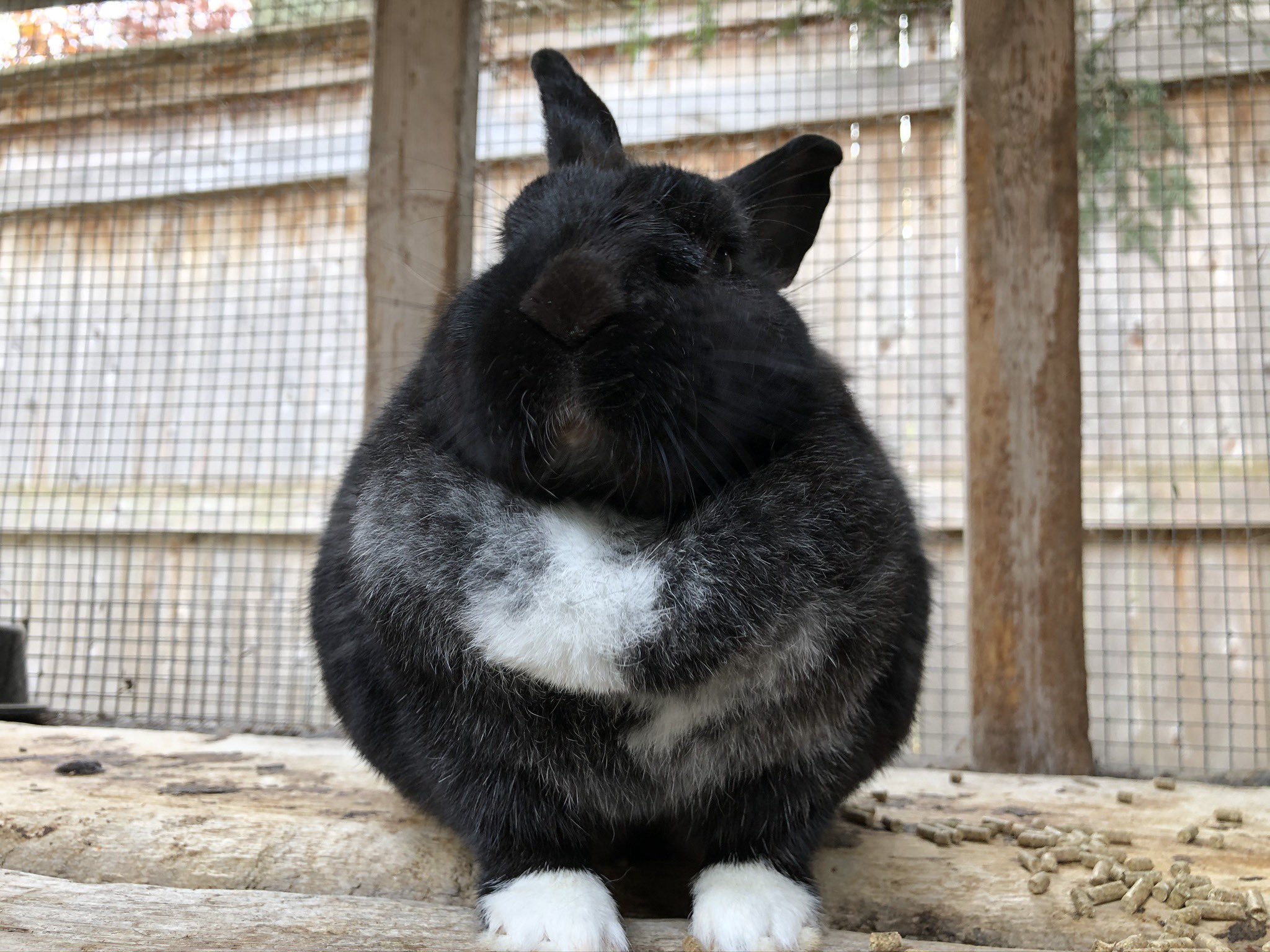  Happy birthday Rocco. Here s my bun kleo doing a gendo ikari impression. 