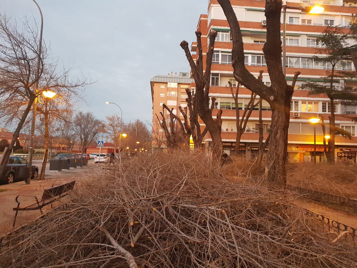 mcmd801's tweet photo. @AytoAlcorcon @alcorconbombero Esta es la imagen de Navidad que nos ofrece el Ayuntamiento de Alcorcón. 
Desastre ecológico,  destrucción del ecosistema. Arboles podados hace dos meses, con el covid, y ahora los destruyen podando y talando otra vez,  echando polvo y haciendo ruido, tirando los nidos de la aves https://t.co/l7JDpGzOcG
