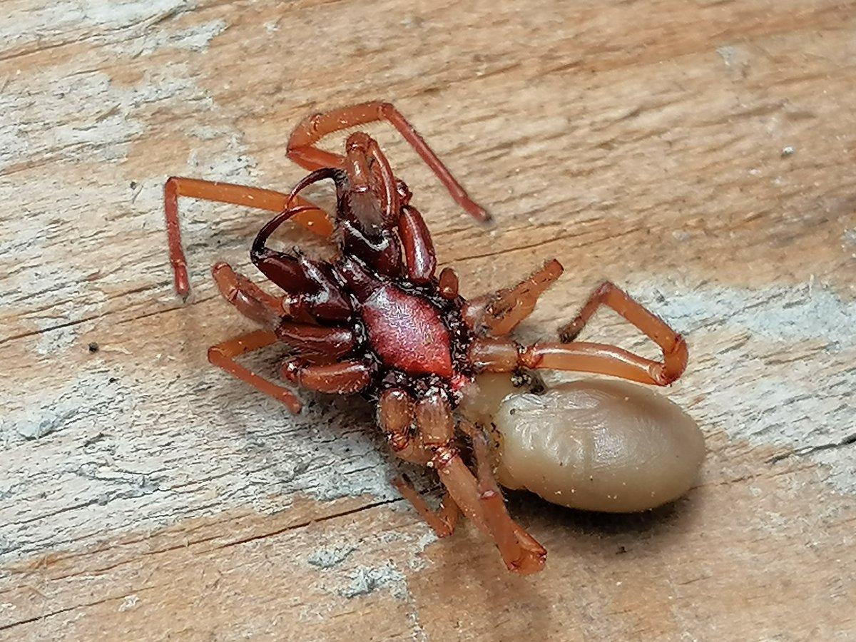 SulderYTNetwork's tweet photo. Hola @Arachno_Cosas eh encontrado varias de estas arañas en mi jardín, podrían asesorarme por favor su color es algo intimidante jejejej https://t.co/9Mjnty8kkR