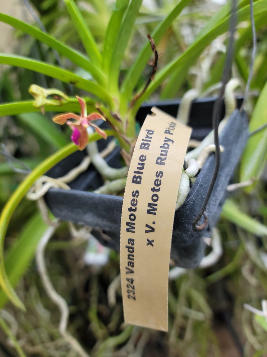 ConnieYurkus's tweet photo. #MotesOrchids have some of the coolest mini Vanda. It likes to start throwing buds when behind four or five huge plants. It's a sneaky thing. #orchids #Vanda #MiniVanda #greenhouse #flowers https://t.co/nKOEXgnYpy