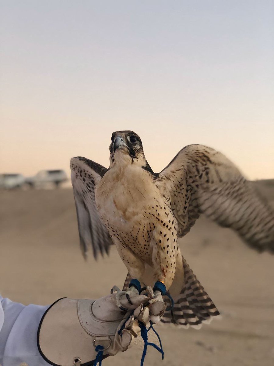 haidari689's tweet photo. ما غبطت إلَّا أشقر الريش لا رف الجناح
كلّ ما ضاقت به الارض .. يشلعها سَّما . https://t.co/sIjn39I12b