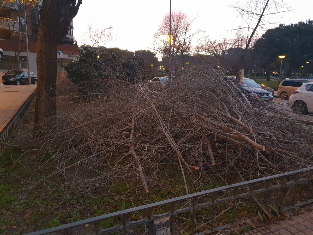 mcmd801's tweet photo. @EsmasAlcorcon @AytoAlcorcon @alcorconhoy @PrensaSurMadrid @PoliciaAlcorcon @Actualidad21 @vivir_Ediciones @alcabodelacalle @PCivil_Alcorcon @SER_MadridOeste Esta es la imagen de Navidad que nos ofrece el Ayuntamiento de Alcorcón. 
Desastre ecológico,  destrucción del ecosistema. Arboles podados hace dos meses, con el covid, y ahora los destruyen podando y talando otra vez,  echando polvo y haciendo ruido, tirando los nidos de la aves https://t.co/ccB6cUIVUo