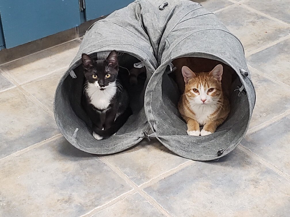 WildRoseHumane's tweet photo. Peek-A-Boo! 👁👁 I See You! 🐾

Love, Trinket &amp; Waffles! 
Ps: send snackies for Christmas 🎄 

Thinking of adopting or fostering?Contact us today at sheltermanager@wildrosehumane.ca.

#pet #pets #petadoption #foster #cat #cats #dog #dogs #petadoptions #alberta #centralAlberta https://t.co/uK2hncvmji
