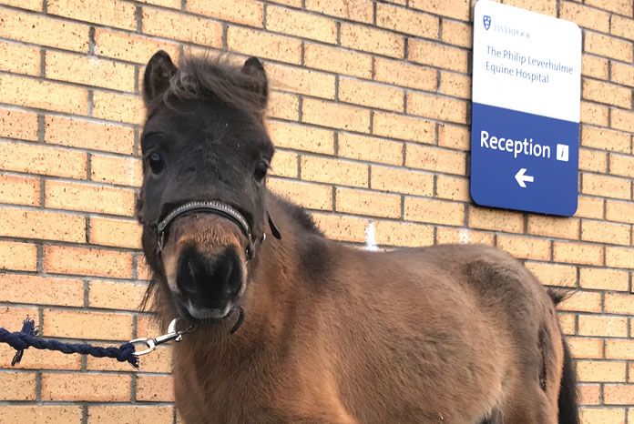 PhillippaC86's tweet photo. "World-first horse hip replacement performed at the University of Liverpool. The University of Liverpool reports that its clinicians have performed what is believed to be the world's first successful total hip replacement in a horse."
Read the article --> https://t.co/AtGRLJiajn https://t.co/jCYICQhBUv