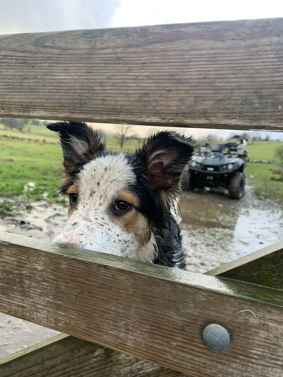 herdyshepherd1's tweet photo. Daughter No2 is fast becoming an excellent photographer 

(Pic @RebanksBea) https://t.co/GKzpb10nF9