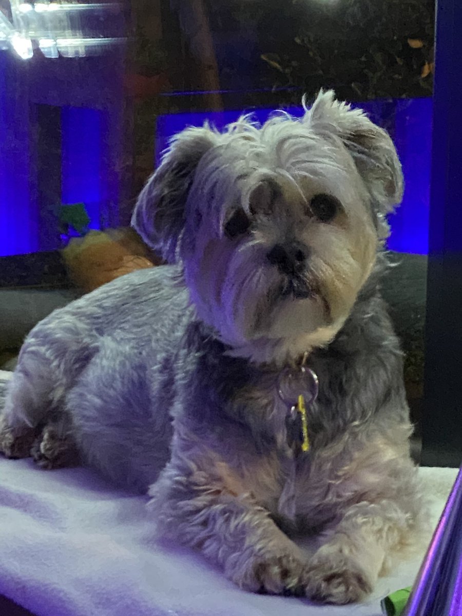 PaulaFeetam's tweet photo. @iamshanenolan @lufallon My baby 🐶💕 https://t.co/wlWoz0dw0H