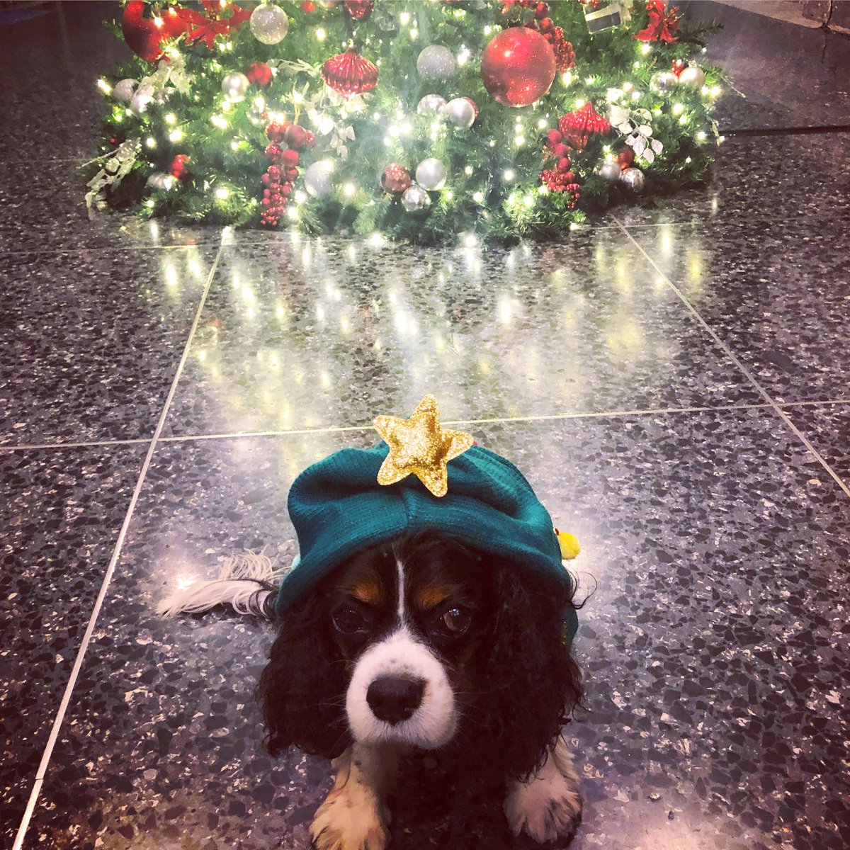 Andrea Haughian tweet media