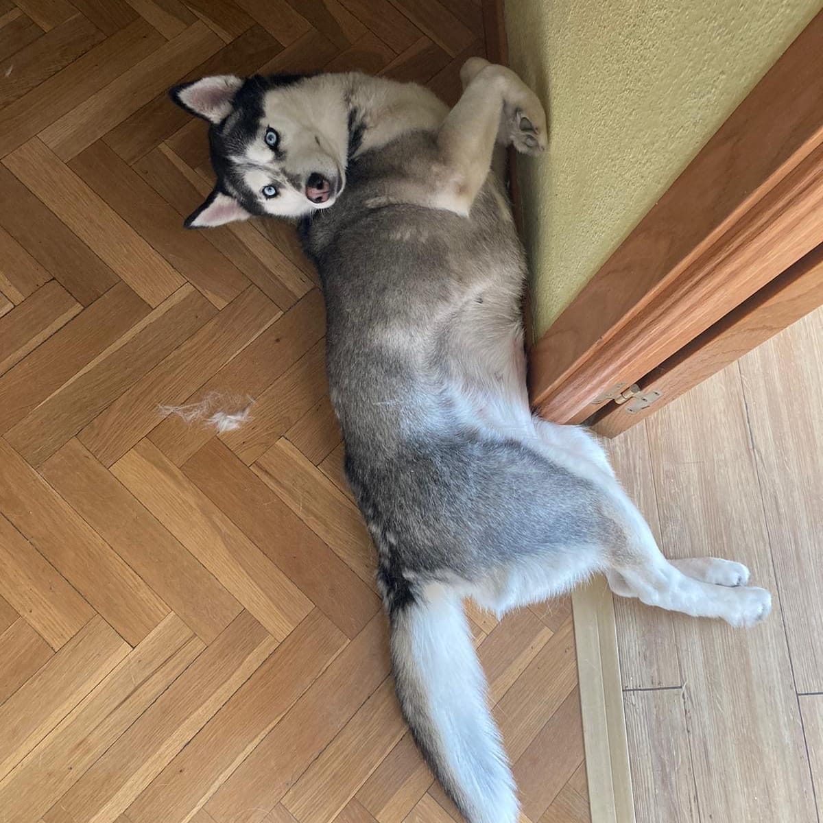 Si nuestra mami Mare dice que esa postura es cómoda, lo es y se acabó.
Sabrá ella que ha dormido en todo tipo de sitios 😂
¿Los vuestros también duermen composturas raras?
⛄🐺❄️🥰🌨️😍
#adoptaunnordico
#nordicosfelices
#nordicosenadopcion