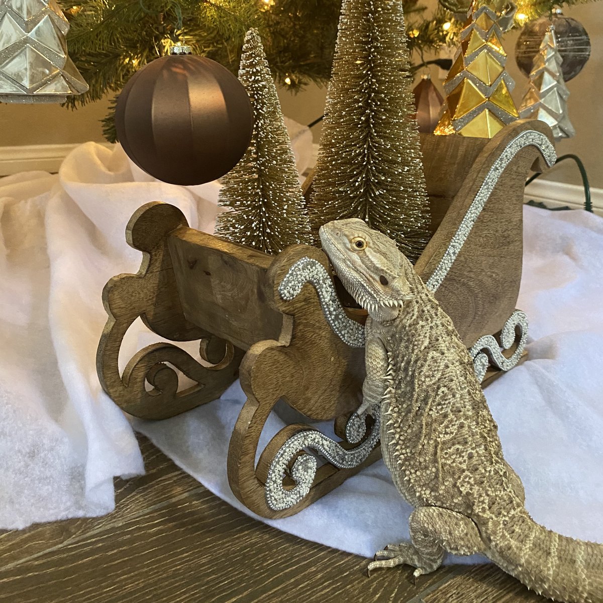 theBDfoundation's tweet photo. Wow, we are so overwhelmed with gratitude. This is the largest single donation we have received to date. This was an amazing holiday gift to our rescues. Thank you @akaragitsune, and everyone in the @battle4thegrid community who participated in The Battle for the Beardies! https://t.co/KzjIefbf0F