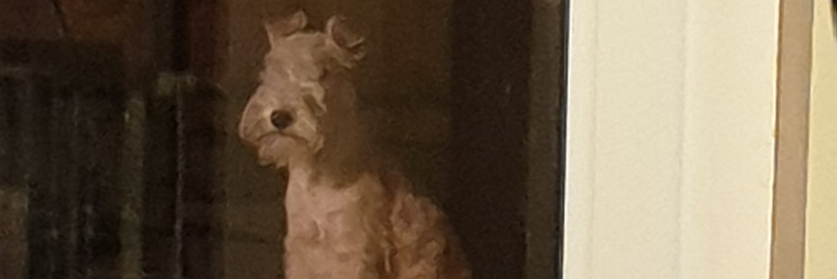 Hey guys! 

So for those that dont know me I'm Red, a not so average Lakeland Terrier from England, UK. I very much rule the roost in my home and cause lots of trouble for my mum and our humans 🐾🐾🐾

I also live with 5 cats, 2 adult humans, 1 mini human and a turtle 🐾🐾🐾