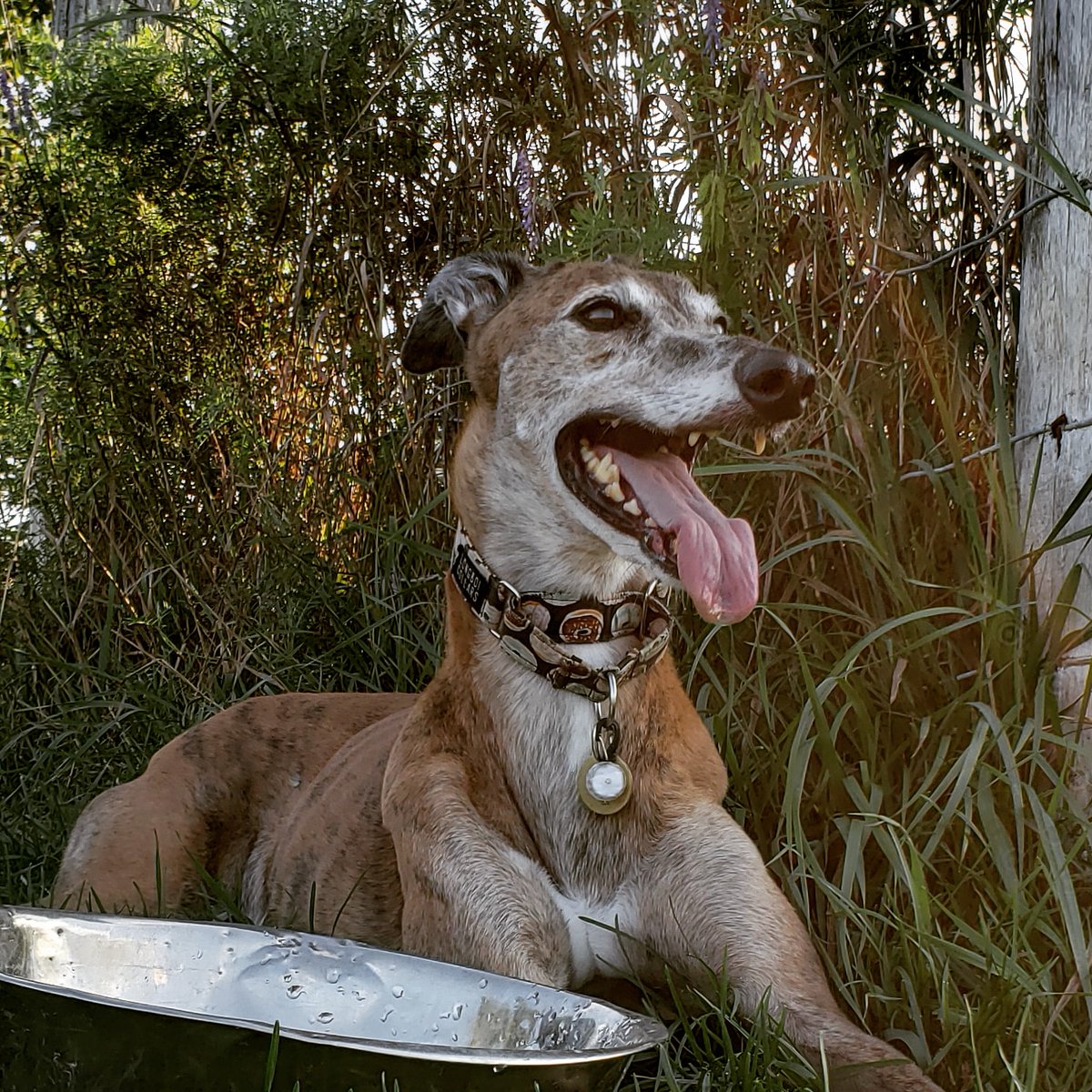 ctln_dk's tweet photo. @GREY2KUSA This is my girl Penny! #Grey2K https://t.co/XU7LKk10YX