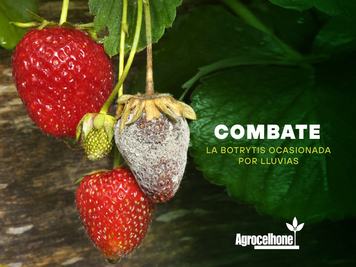 Protege tu cultivo contra #botrytis con los insumos más poderosos del mercado. 🍓✳️ ¡Contáctanos hoy! Para más información, visita ecuacelhone.com  

#AgrocelhonedelEcuador