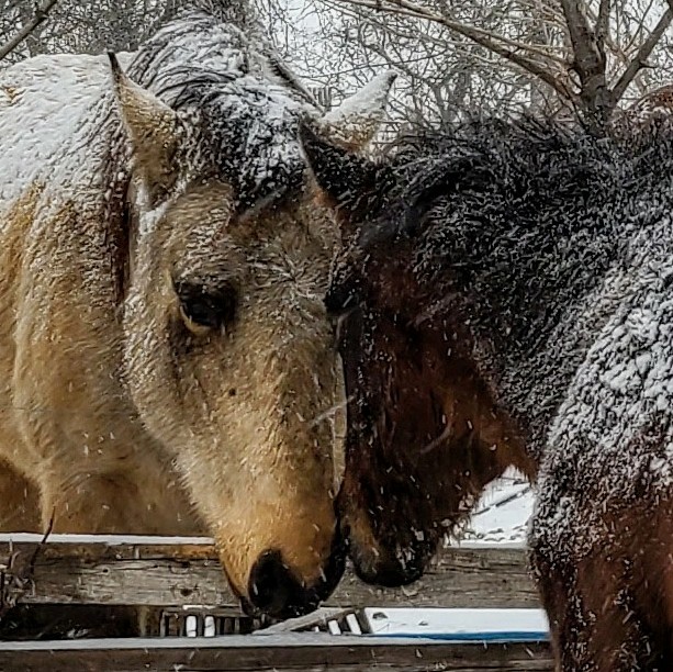 JBMEquiFarms's tweet photo. The subjects....loooove
The white stuff....hate
We are not fans of winter here.
Yogi is 8 months old today
#mommaboo #babyboo #yogi #sally #mbstorm #mbwx #bootosnow https://t.co/f4TDCuLO5v
