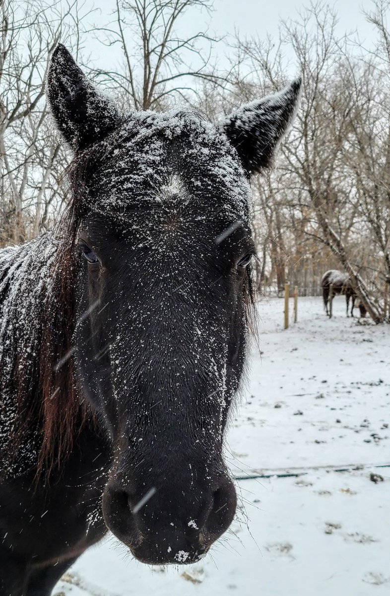 JBMEquiFarms's tweet photo. The subjects....loooove
The white stuff....hate
We are not fans of winter here.
Yogi is 8 months old today
#mommaboo #babyboo #yogi #sally #mbstorm #mbwx #bootosnow https://t.co/f4TDCuLO5v