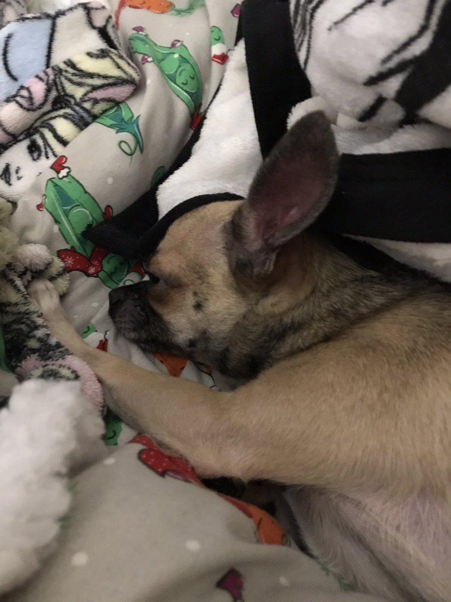 thegirls8882's tweet photo. Sleeping is key! 🔑 #Chihuahualife #humansbed #sweetdreams https://t.co/T6hfv4mBUc