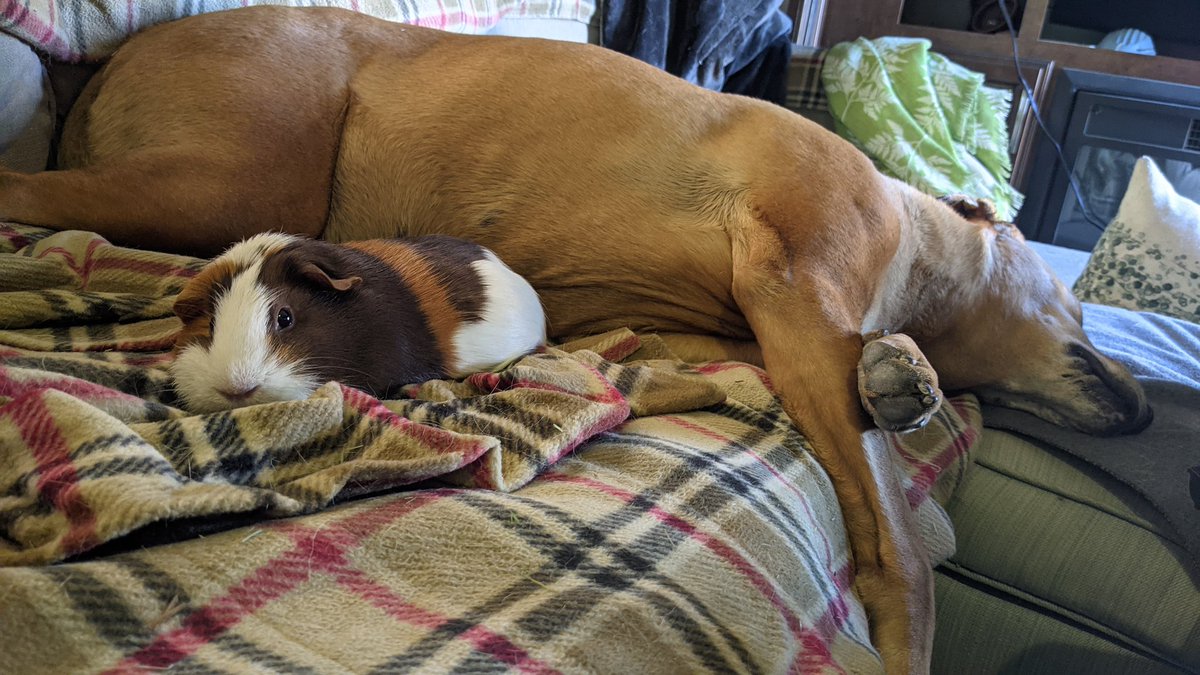 GingerPeeg's tweet photo. Snooze with sis https://t.co/LXHBS30HxN
