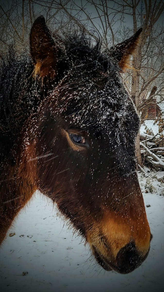 JBMEquiFarms's tweet photo. The subjects....loooove
The white stuff....hate
We are not fans of winter here.
Yogi is 8 months old today
#mommaboo #babyboo #yogi #sally #mbstorm #mbwx #bootosnow https://t.co/f4TDCuLO5v