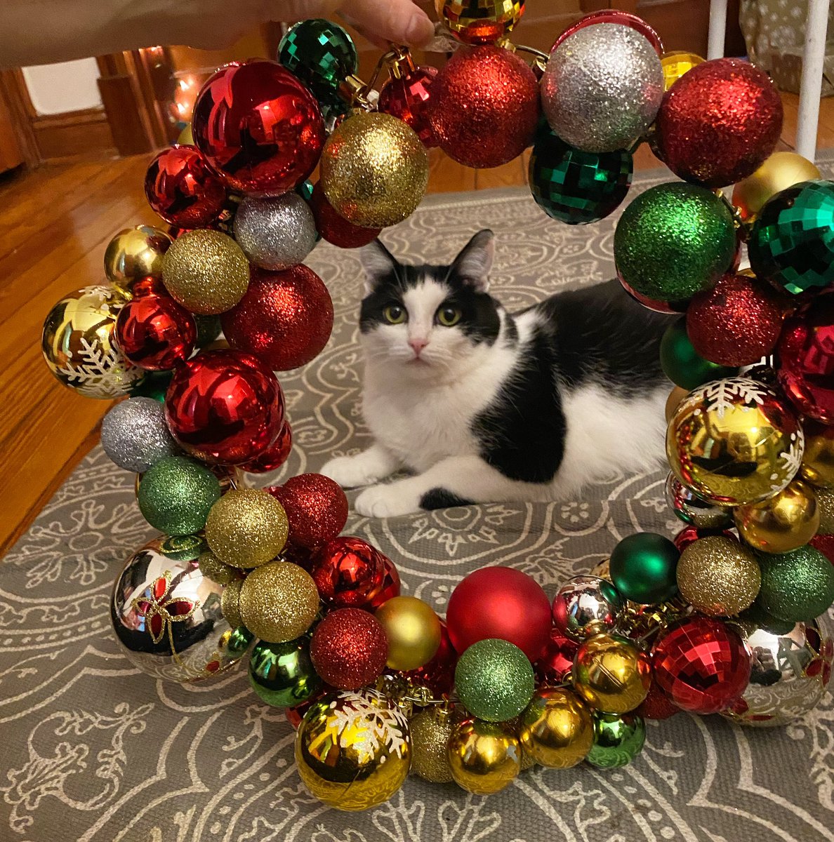 kealy_kiki's tweet photo. This is my Christmas card and I made this out of a wire hanger and ornaments. Happy Holidays from Tuna and ya girl. https://t.co/6uKV7THCJ5