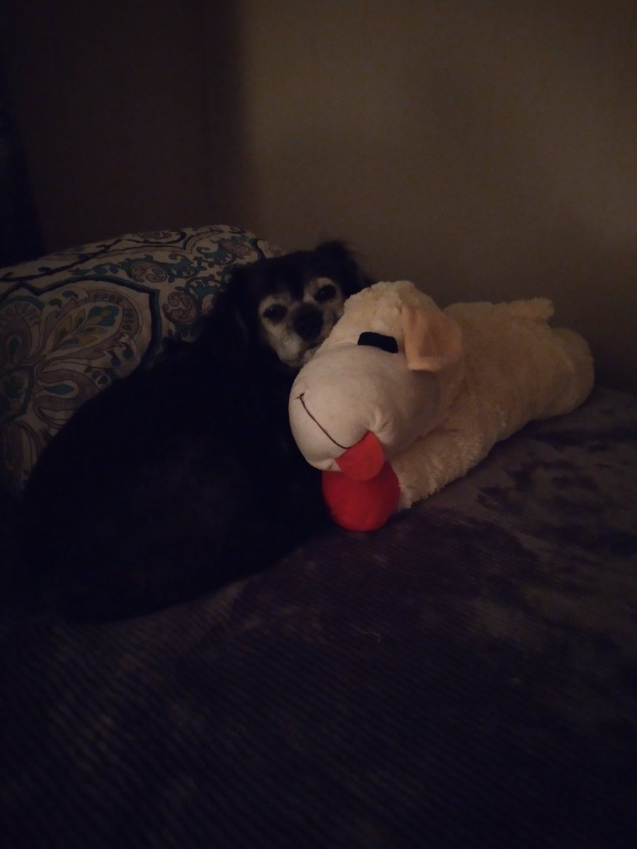 Ruby_Elizab's tweet image. Cuddle time with my lamby. I am giving mommy my pouty face so she won't go to work. Pleeeease stay.