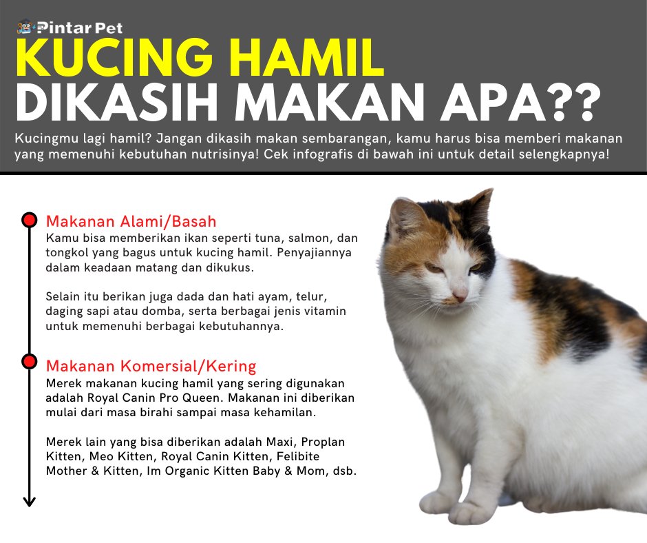 kucinghamil - Twitter Search / Twitter