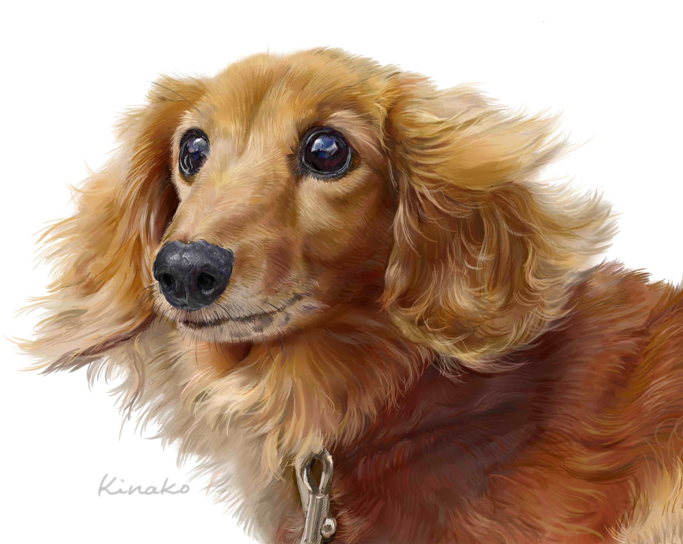 きなこ 猫の絵を描いています 懐かしい 過去の絵を載せています 昨年は たまに 犬の絵も描きました みかんさんの ミニチュアダックスフンドのはなちゃんです 犬の絵 ミニチュアダックスフンド 犬絵 犬のイラスト T Co Oqqrkovs1n