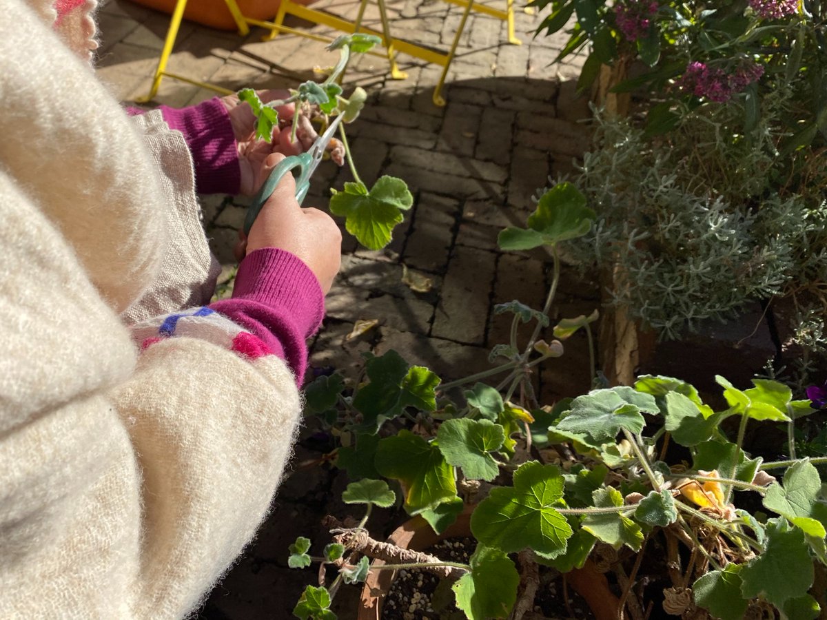 最新 グレイス ゼラニウム