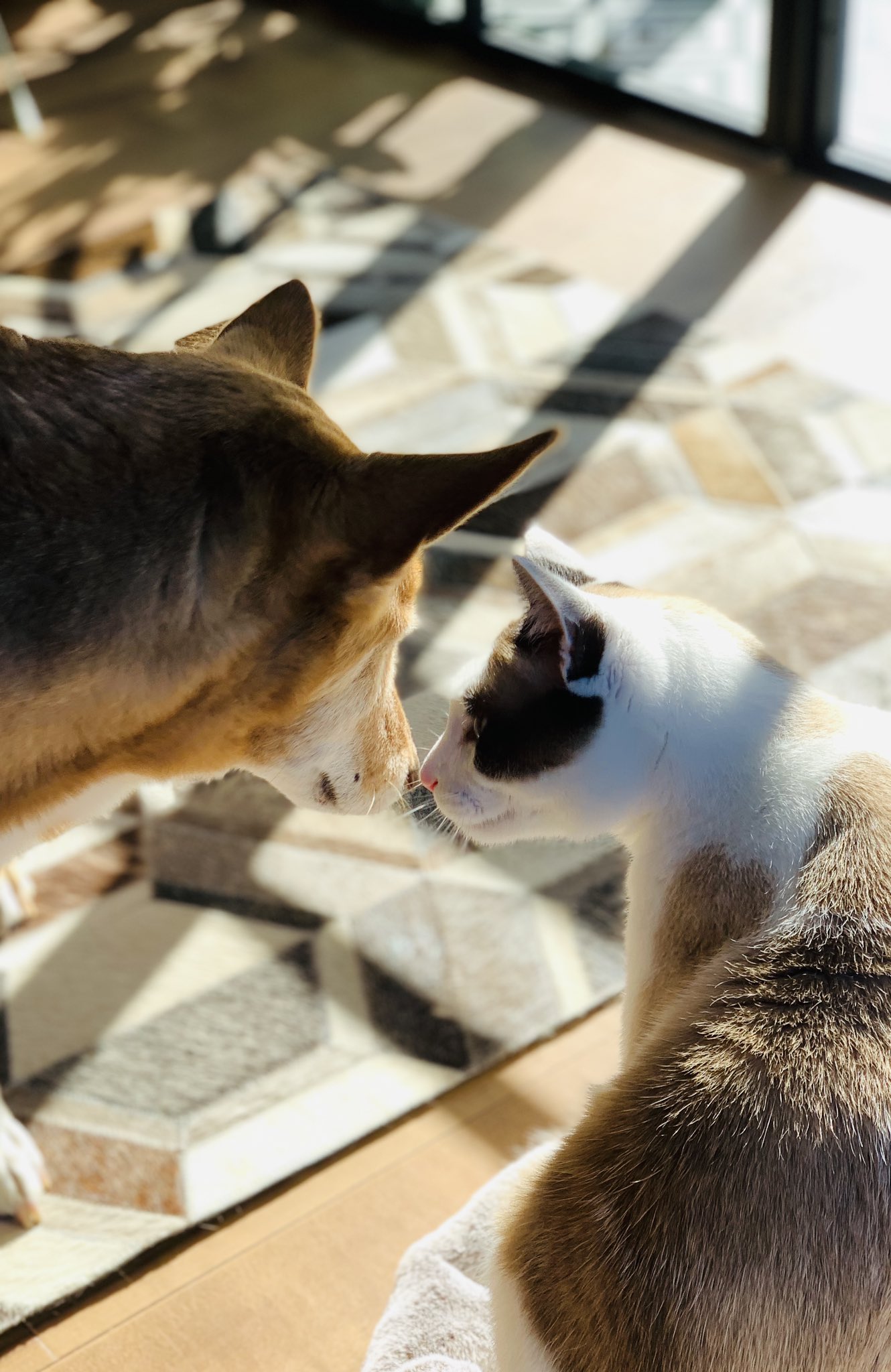 天地創造デザイン部8巻発売 蛇蔵 大好き鼻キス からの 理不尽パンチ に解せぬ犬 猫は犬が大好きなので危ないパンチ はしないんですが 手のひらでそっと触るようなパンチは時々する するんかい なんでや T Co Pfdlrehyht Twitter