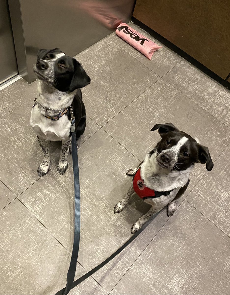 AutumnVS's tweet photo. There are two types of dogs... https://t.co/8N2OgtO2s6