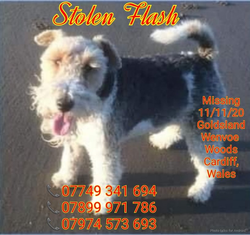 rejannealb's tweet photo. @KarenFi51820768 @MissingPetsGB @BethRees2 @rosiedoc666 @StolenOn @DogsofTooting @HunnyJax @linda_kinnon @tagthedogteam @lorraineholt @gelert01 https://t.co/Oe5txMzdCY