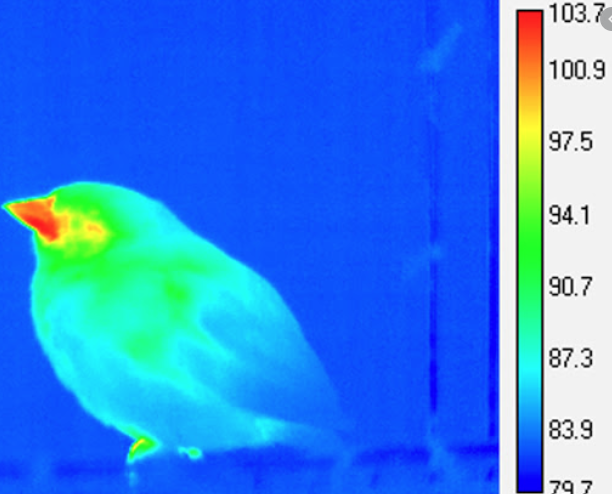 The canonical example is how birds came to fly. Birds didn't aim to fly and then evolve towards it. Instead - Feathers - original function was thermo regulation, staying warm/cool