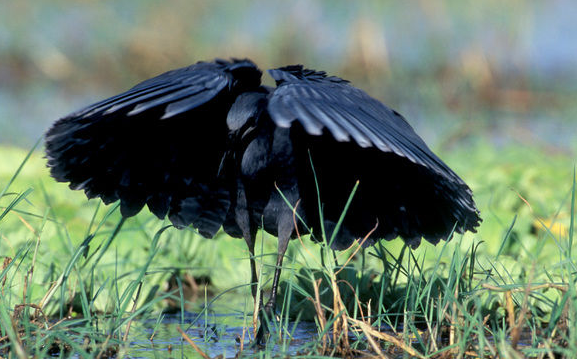Black Heron bird started using feathers to help catch prey. Then evolution in this activity over time led tendons etc to become more pronounced, creating proto wing structures.