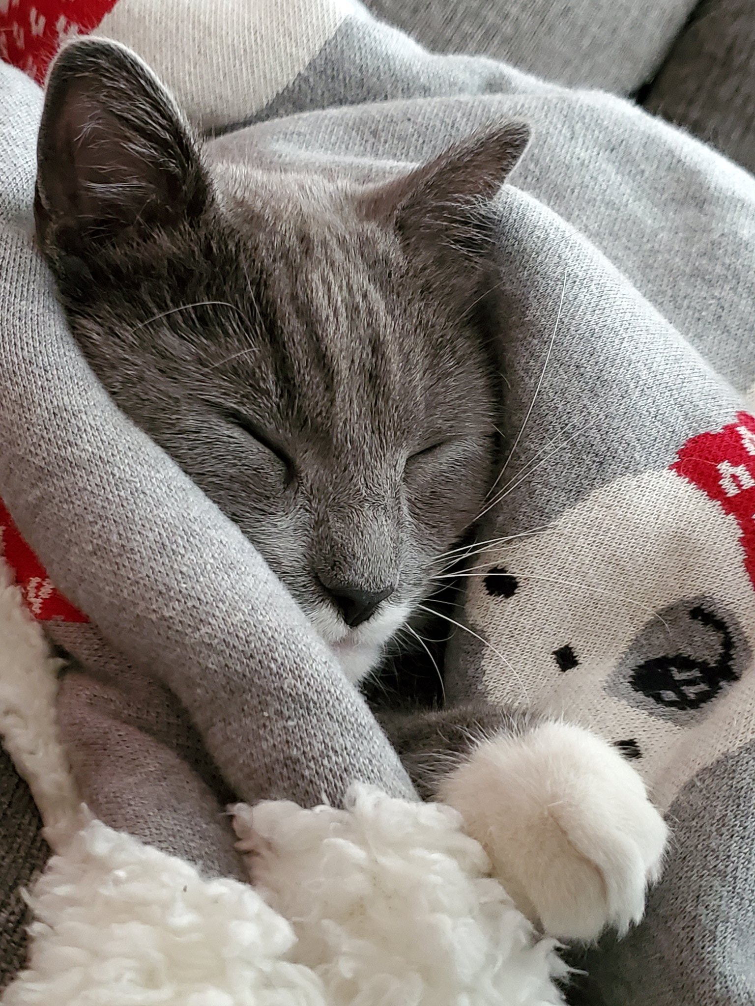 Here is a cozy kitty photo to get you through your day. ❤ https://t.co/qaqFzGsD27