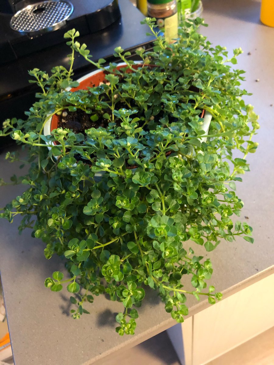 lcoleman09's tweet image. How 2020 started vs. how it’s going...
#help #plantproblems #pileadepressa #imnowdepressa #crying