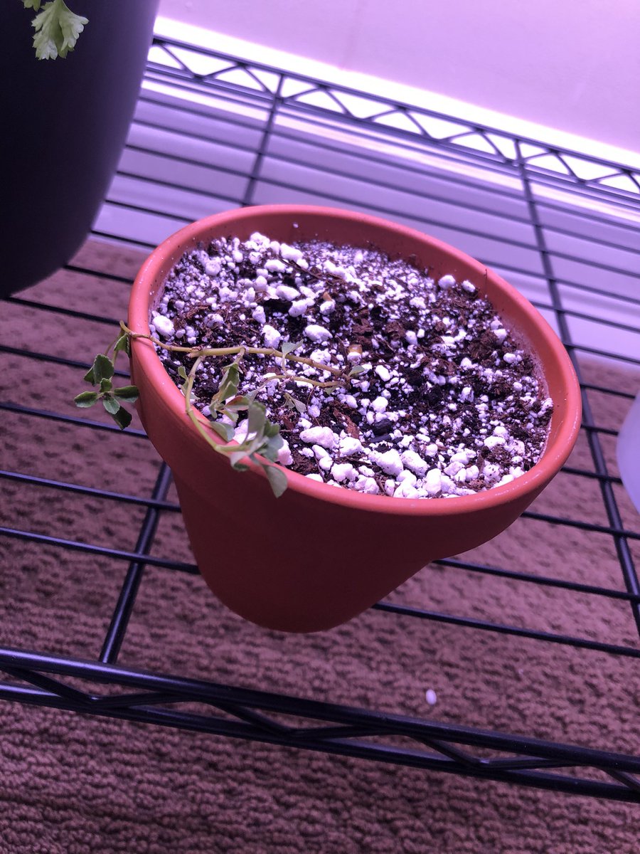 lcoleman09's tweet image. How 2020 started vs. how it’s going...
#help #plantproblems #pileadepressa #imnowdepressa #crying