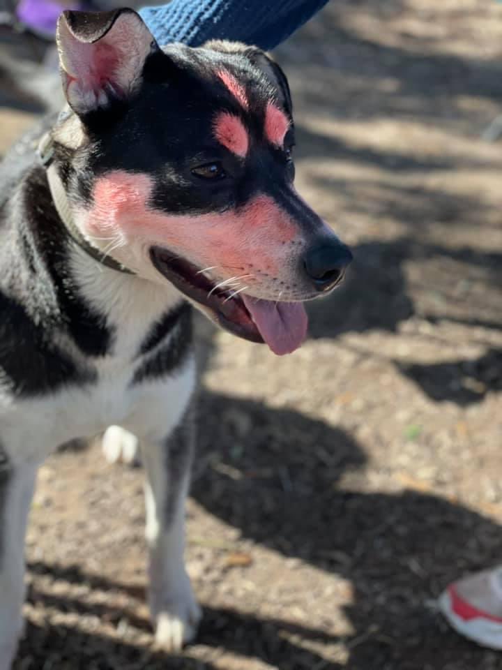 msmythic's tweet photo. We’re pretty obsessed with our husky’s 🥺😍 @LostCriminal_ https://t.co/jqV1G2Z7Yb