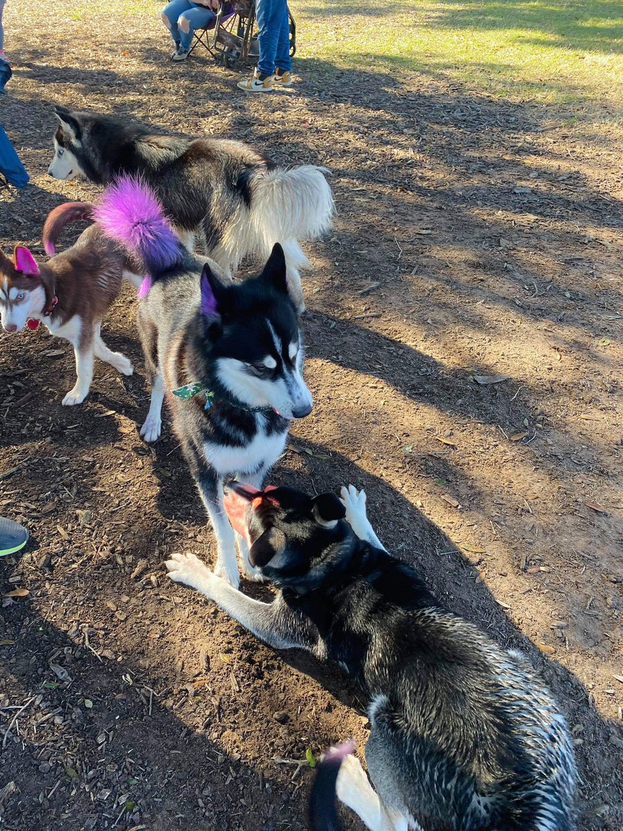 msmythic's tweet photo. We’re pretty obsessed with our husky’s 🥺😍 @LostCriminal_ https://t.co/jqV1G2Z7Yb