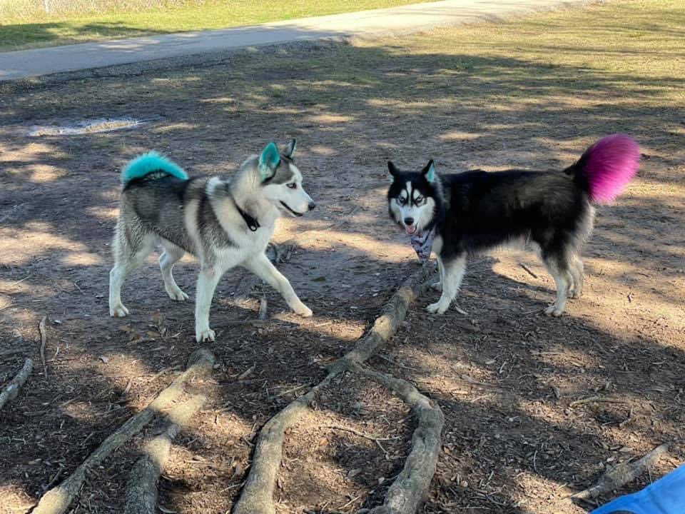 msmythic's tweet photo. We’re pretty obsessed with our husky’s 🥺😍 @LostCriminal_ https://t.co/jqV1G2Z7Yb