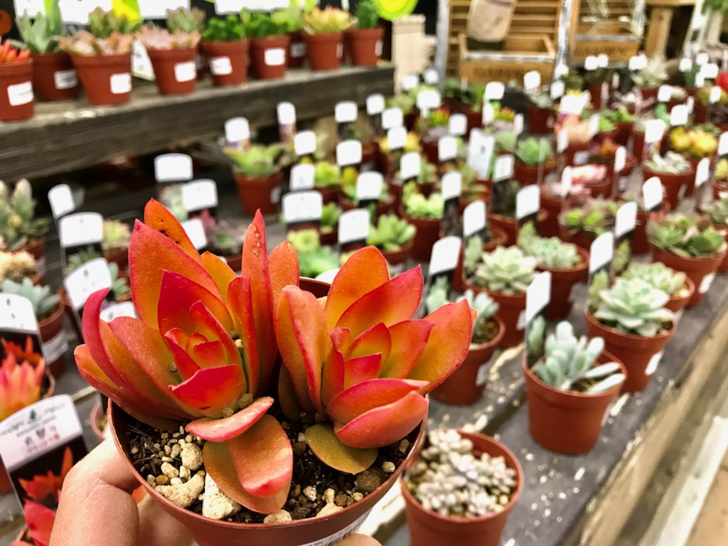 Twitter पर ジョイフル本田 ガーデンセンター ガーデンセンター荒川沖店 人気の多肉植物がたくさん入荷しています まとめ買いがお得なセールを期間限定で 開催致しております 12 21 1 買うなら今 がお薦めです 是非ご利用下さい 園芸店 Twitter पर ジョイフル本田 ガーデンセンター ガーデンセンター荒川沖店 人気の多肉植物がたくさん入荷しています まとめ買いがお得なセールを期間限定で 開催致しております 12 21 1 買うなら今 がお薦めです 是非ご利用下さい 園芸店