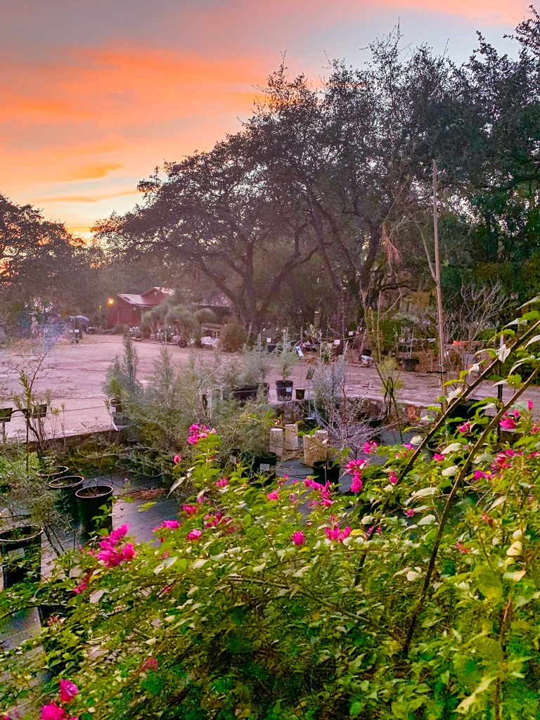 Barton Springs Nursery is a well established 30+ year business and is considered one of Austin's gems. And is the only retail nursery in Austin, offering a wonderful variety of native and adapted plants grown on-site.